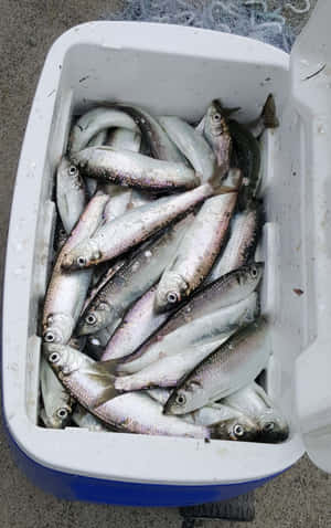 Fresh Caught Pacific Herringin Cooler.jpg Wallpaper