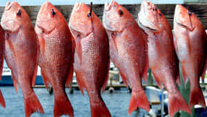 Fresh Caught Snapper Display Wallpaper