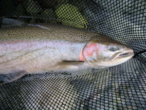 Fresh Caught Steelhead Trout Wallpaper