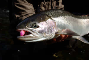 Fresh Caught Steelhead Trout Wallpaper