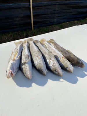 Fresh Caught Whiting Fish Wallpaper