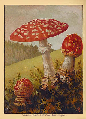 Fresh Compost Pile For Organic Gardening Wallpaper