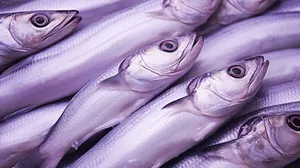 Fresh Cutlassfishon Display.jpg Wallpaper