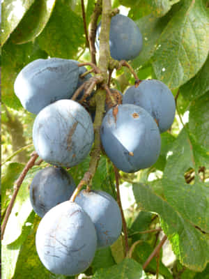 Fresh Damson Plums In Subtle Purple Hues Wallpaper