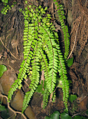 Fresh Dew On Green Fern Leaves Wallpaper