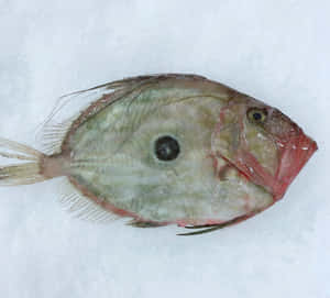 Fresh Dory Fish On Ice.jpg Wallpaper