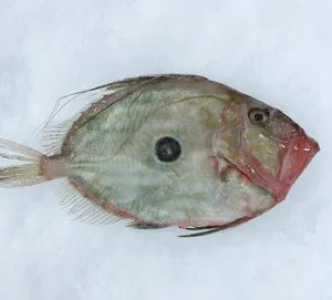 Fresh Dory Fish On Ice.jpg Wallpaper
