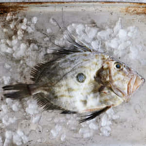 Fresh Doryfish On Ice.jpg Wallpaper