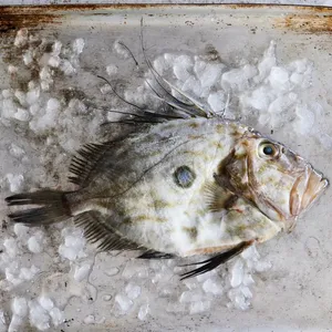 Fresh Doryfish On Ice.jpg Wallpaper