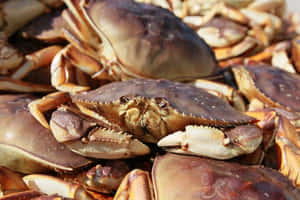 Fresh Dungeness Crab Catch Wallpaper