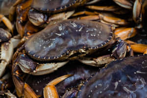 Fresh Dungeness Crabs Seafood Market Wallpaper