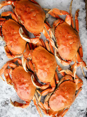 Fresh Dungeness Crabson Ice Wallpaper