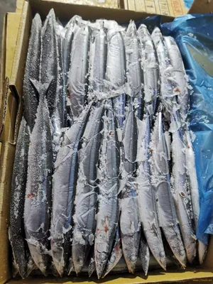 Fresh Frozen Pacific Saury Box Wallpaper