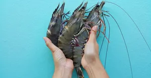 Fresh Giant Prawnsin Hand.jpg Wallpaper