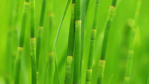 Fresh Green Bamboo Shoots Wallpaper