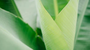 Fresh Green Banana Leaf Wallpaper