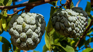 Fresh Green Custard Apples On A White Background Wallpaper