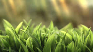 Fresh Green Grass Closeup Wallpaper