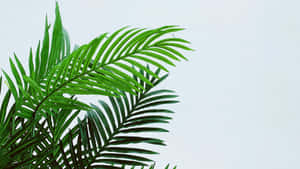 Fresh Green Palm Leaf Wallpaper