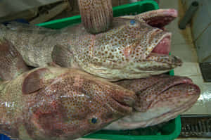 Fresh Grouper Fish Market Wallpaper