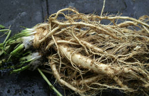 Fresh Horseradish Root Crop On Field Wallpaper