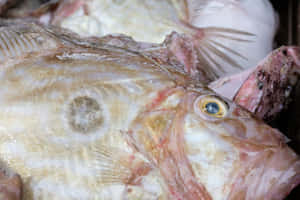 Fresh John Dory Fish Market Wallpaper