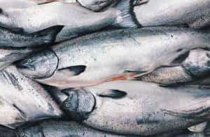 Fresh King Salmon Catch Wallpaper