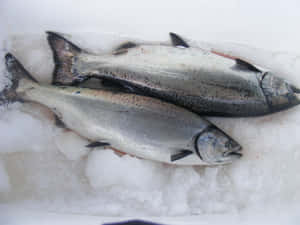 Fresh King Salmonon Ice Wallpaper