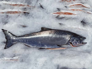 Fresh King Salmonon Ice Wallpaper