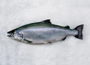 Fresh King Salmonon Ice Wallpaper