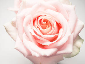 Fresh Light Pink Roses Wallpaper