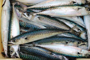 Fresh Mackerel Fish Box Wallpaper