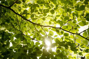 Fresh Morning Dew On Lush Green Leaf Wallpaper