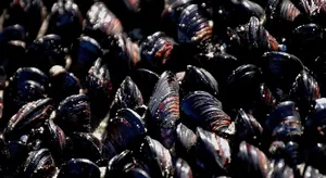 Fresh Mussels Cluster.jpg Wallpaper