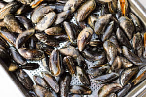 Fresh Musselsin Water Wallpaper