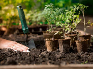 Fresh, Nutritious Compost In A Garden Wallpaper
