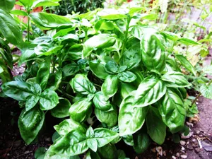 Fresh Organic Basil Plant In Close-up Wallpaper
