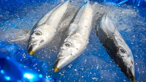 Fresh Pacific Sauryon Ice Wallpaper