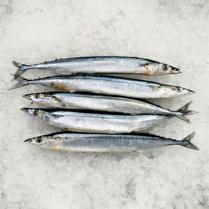 Fresh Pacific Sauryon Ice Wallpaper