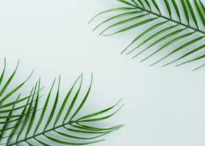 Fresh Palm Fronds White Background Wallpaper