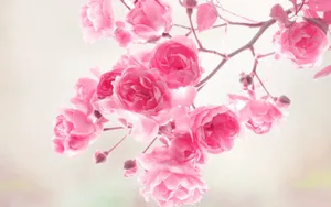 Fresh Pink Petals Gently Unfold To Reveal A Vibrant Floral Beauty Wallpaper