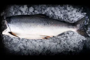 Fresh Pink Salmonon Ice Wallpaper