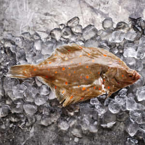 Fresh Plaiceon Ice Wallpaper