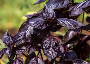 Fresh Purple Basil Herb Growing Outdoors Wallpaper