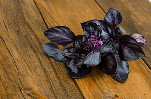 Fresh Purple Basil Leaves Wallpaper