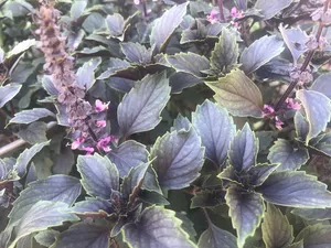 Fresh Purple Basil Plant Wallpaper