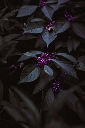 Fresh Purple Berries Plucked From The Vine Wallpaper