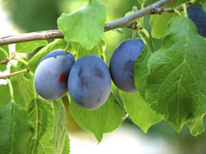 Fresh Purple Plums For A Healthy Snack. Wallpaper