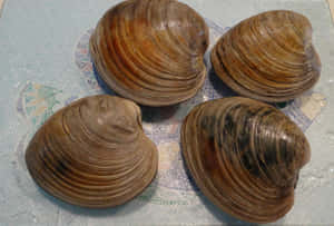 Fresh Quahog Clams Wallpaper