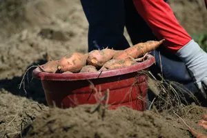 Fresh Red Potatoes On A Table Wallpaper